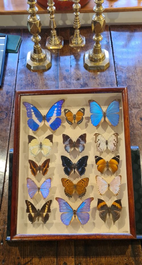 An Edwardian Wall Display Case of Exotic Butterflies. Circa 1910.