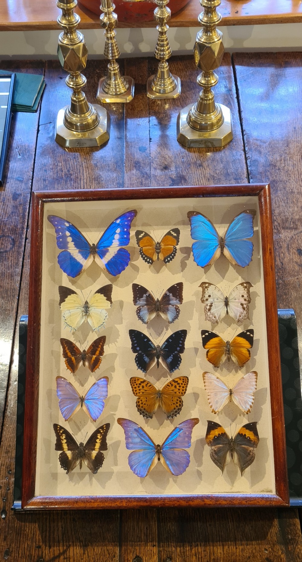 AN EDWARDIAN WALL DISPLAY CASE OF EXOTIC BUTTERFLIES. CIRCA 1910.