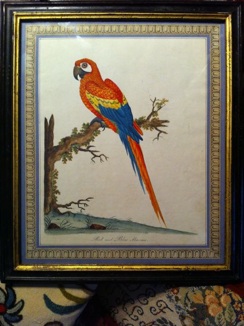 Set of 8 William Hayes Hand Coloured Bird Etchings. C1794