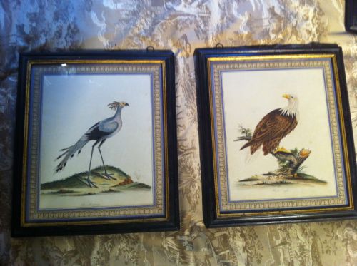 fig 2. Set of 8 William Hayes hand coloured bird etchings. C1794