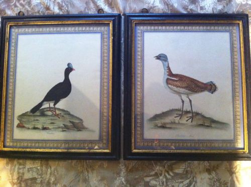 fig 3. Set of 8 William Hayes hand coloured bird etchings. C1794
