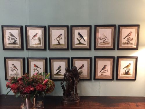 Rare and Fine Early Set of 12 Bird Engravings by Eleazar Albin