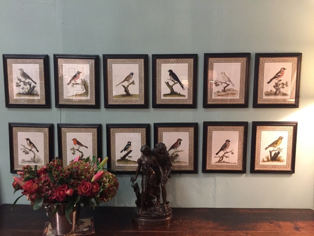 Rare and fine early set of 12 bird engravings by Eleazar Albin 