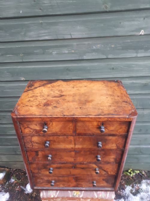 Victorian  Burr Walnut Collectors  Chest