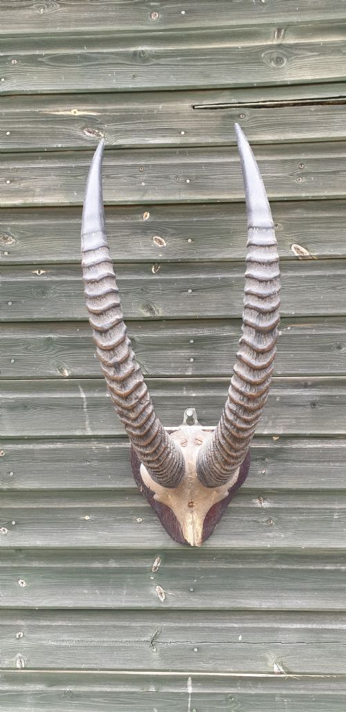 Pair of Mounted Horns
