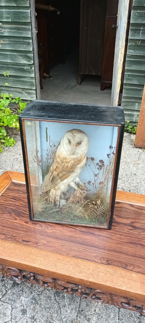 Taxidermy of a Owl