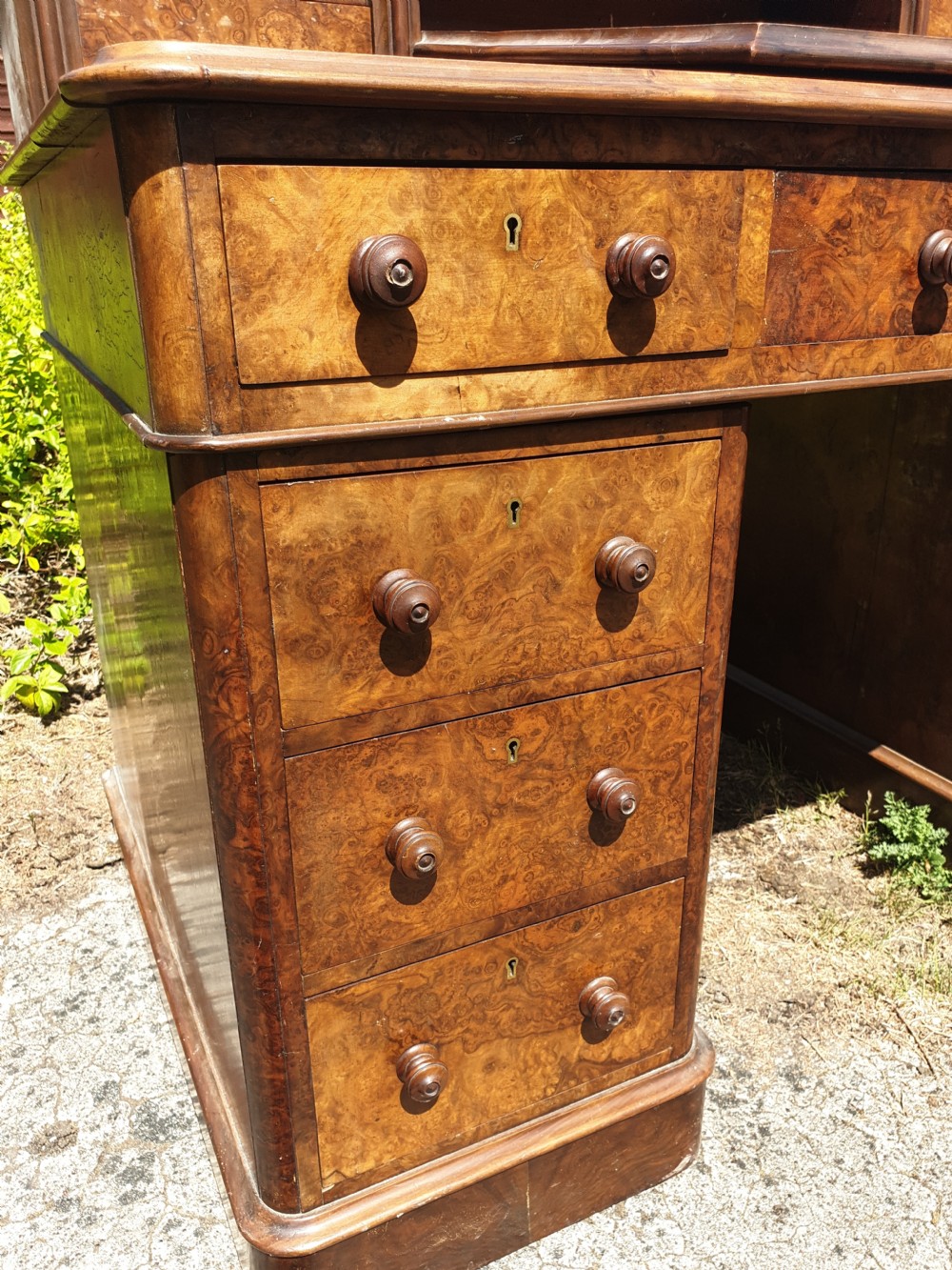 Victorian burr walnut pedestal desk.  View VIII