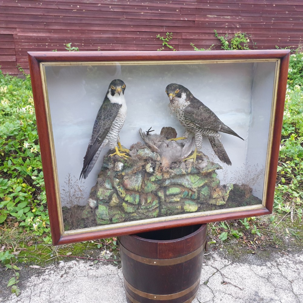 Taxidermy pair of Peregrine Falcons. 