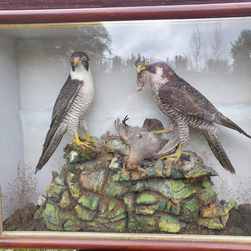 Taxidermy pair of Peregrine Falcons.  View II