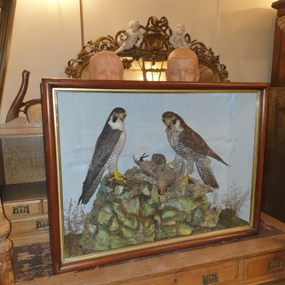 Taxidermy pair of Peregrine Falcons.  View III