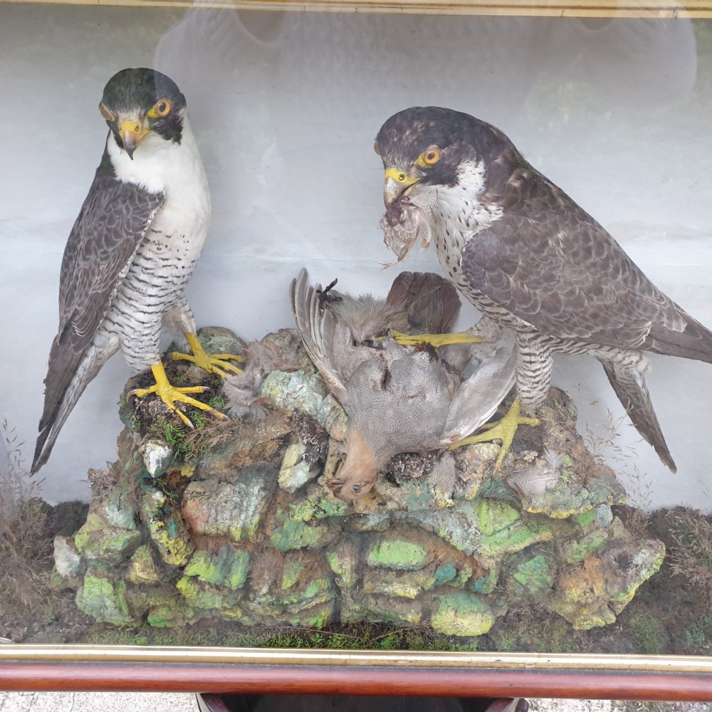 Taxidermy pair of Peregrine Falcons.  View IV