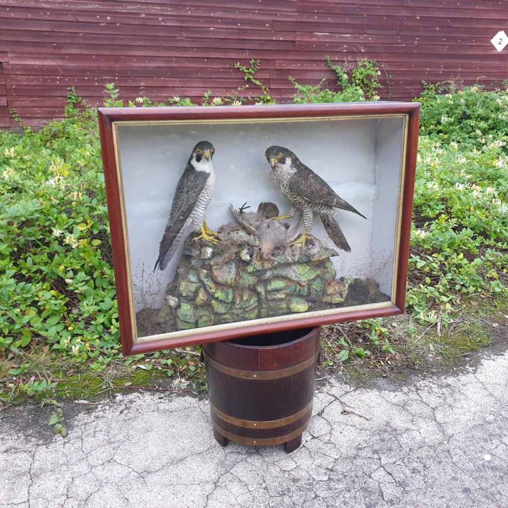 Taxidermy pair of Peregrine Falcons.  View VI