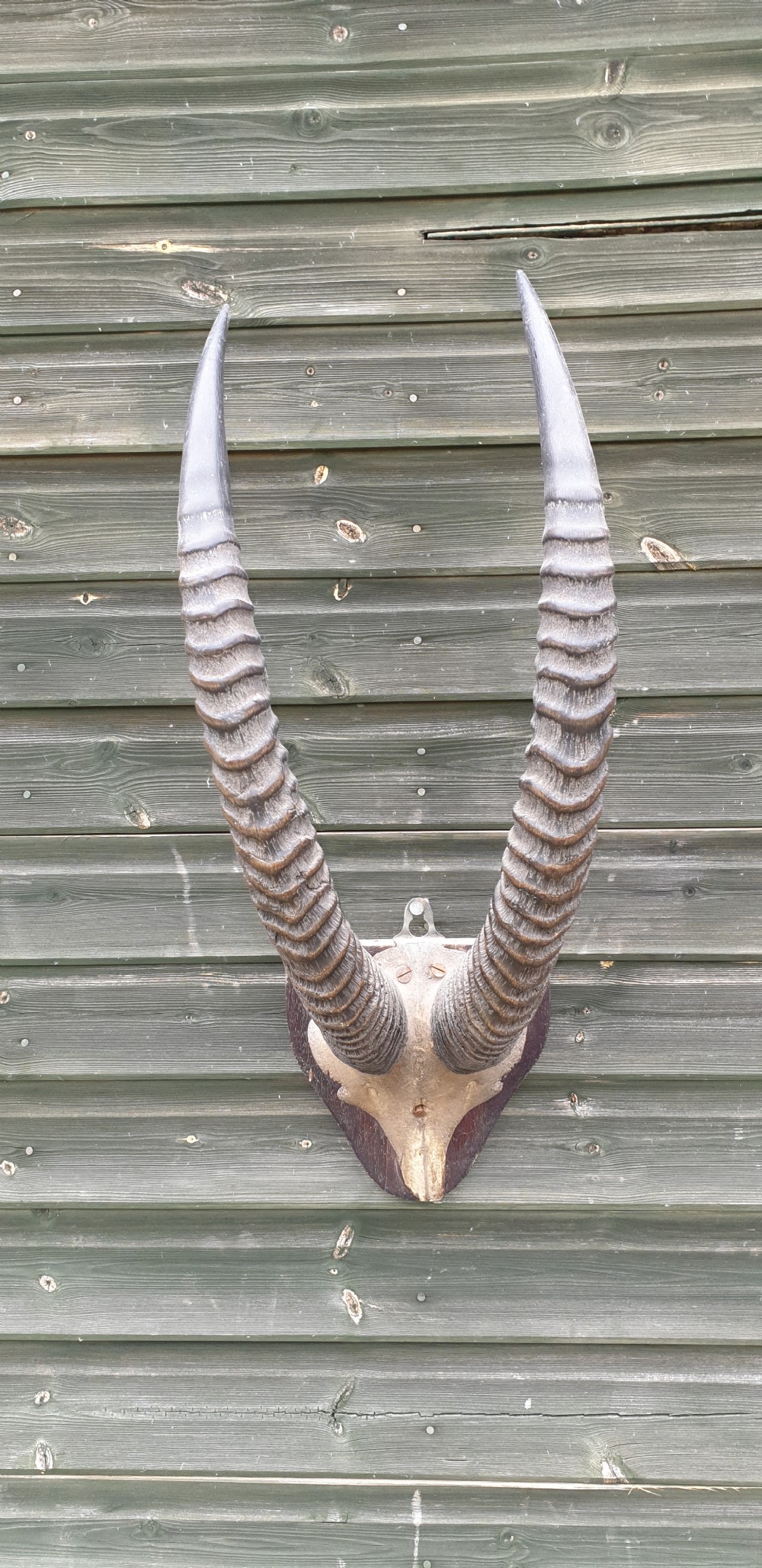 Pair of mounted horns