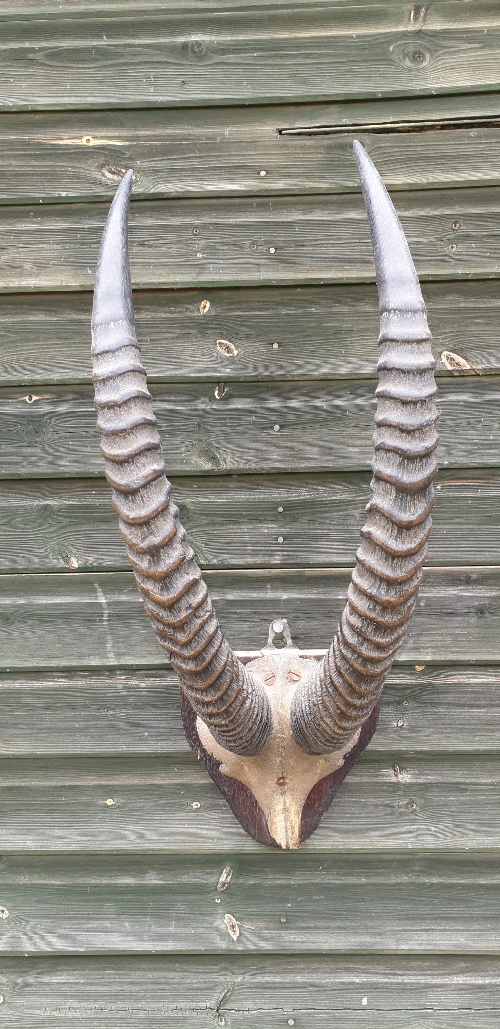 Pair of mounted horns View II