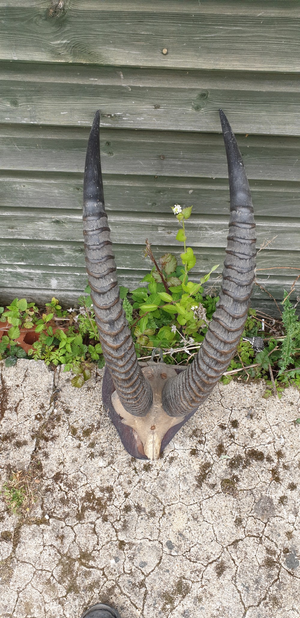 Pair of mounted horns View III