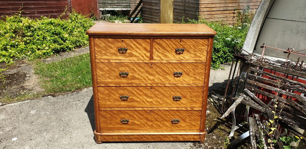 Victorian satinbirch chest of drawers.  View II