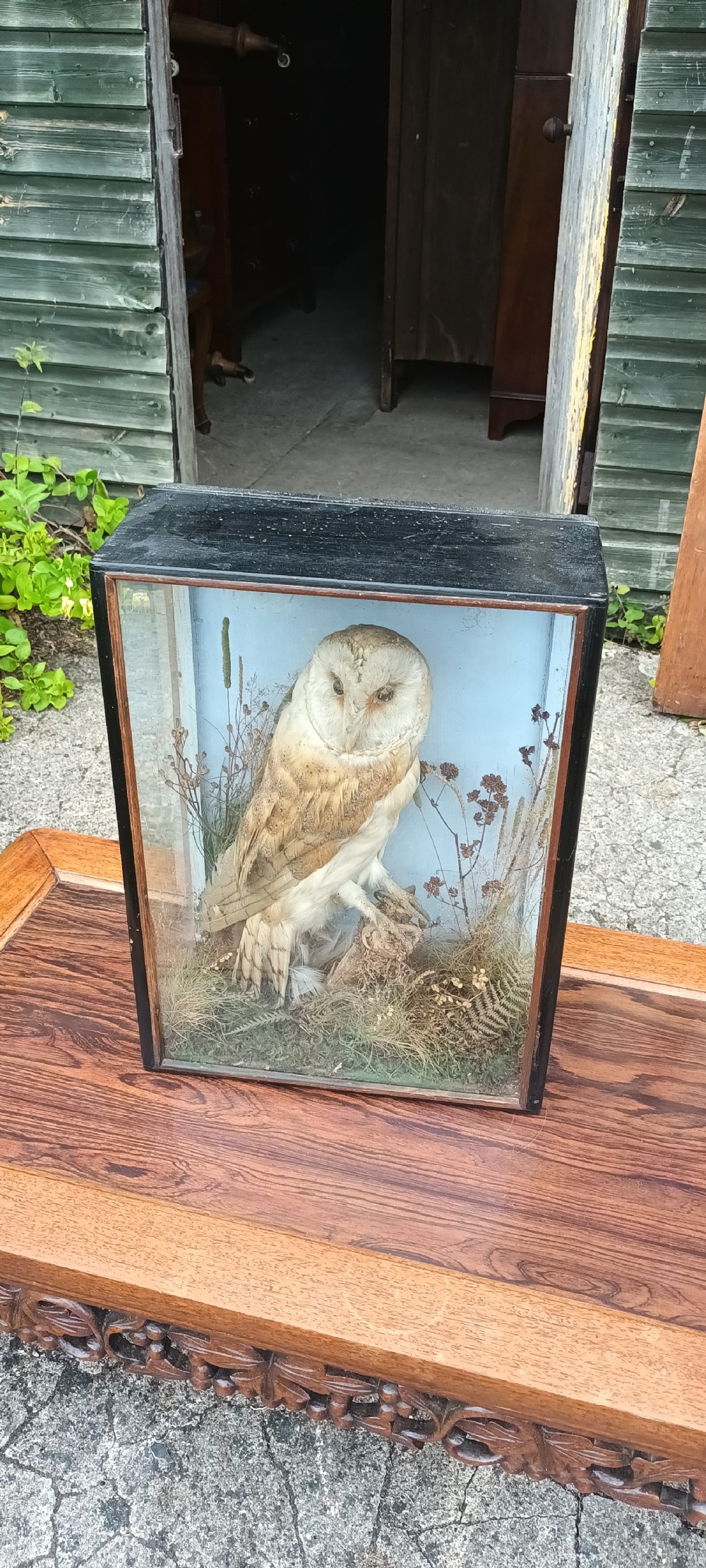 Taxidermy of a owl