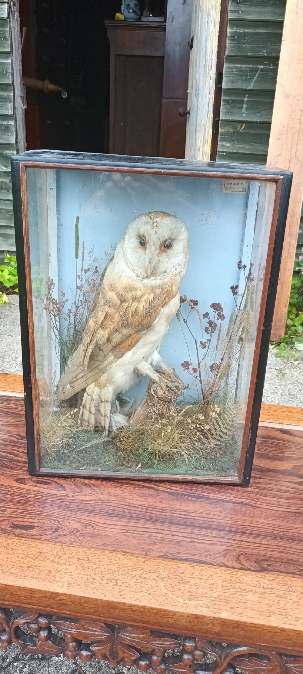 Taxidermy of a owl View II
