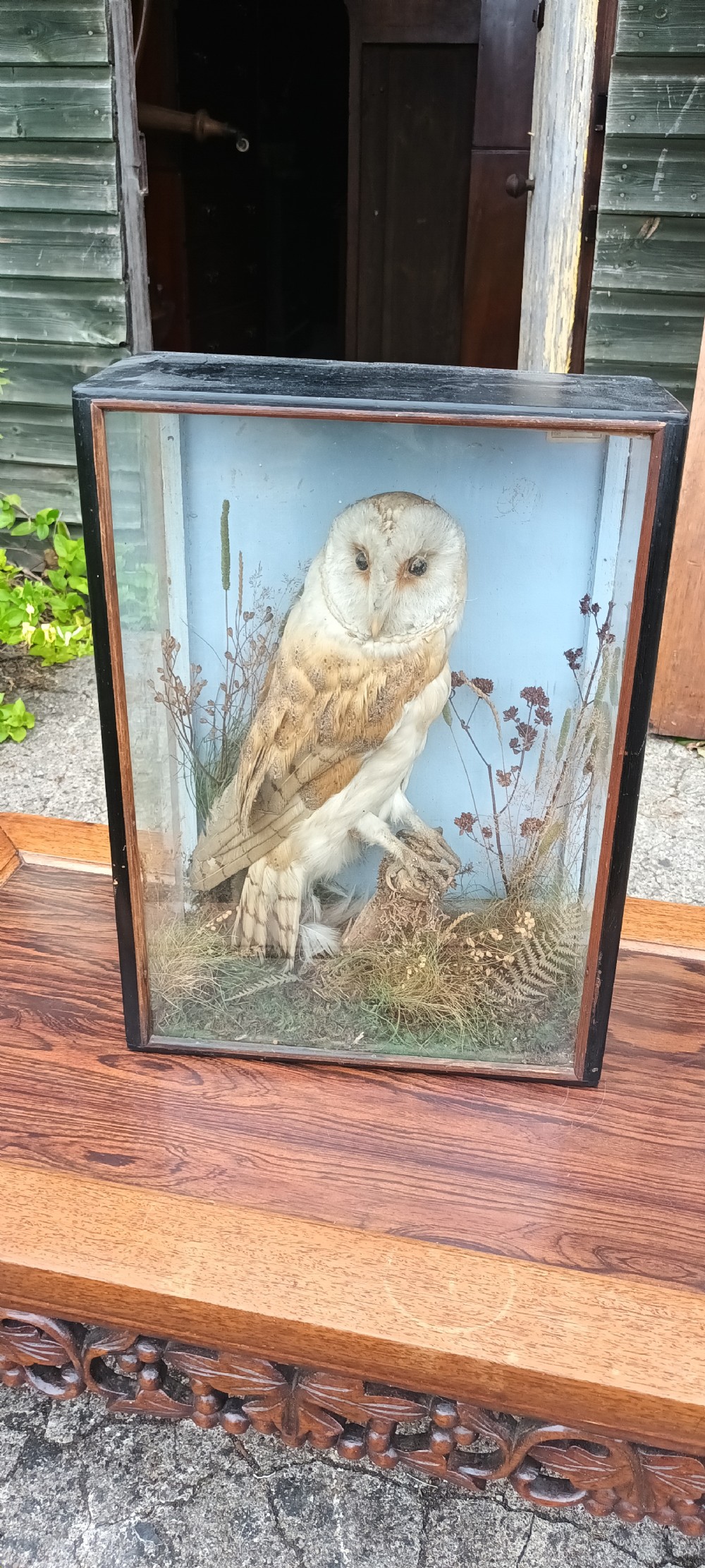 Taxidermy of a owl View IV