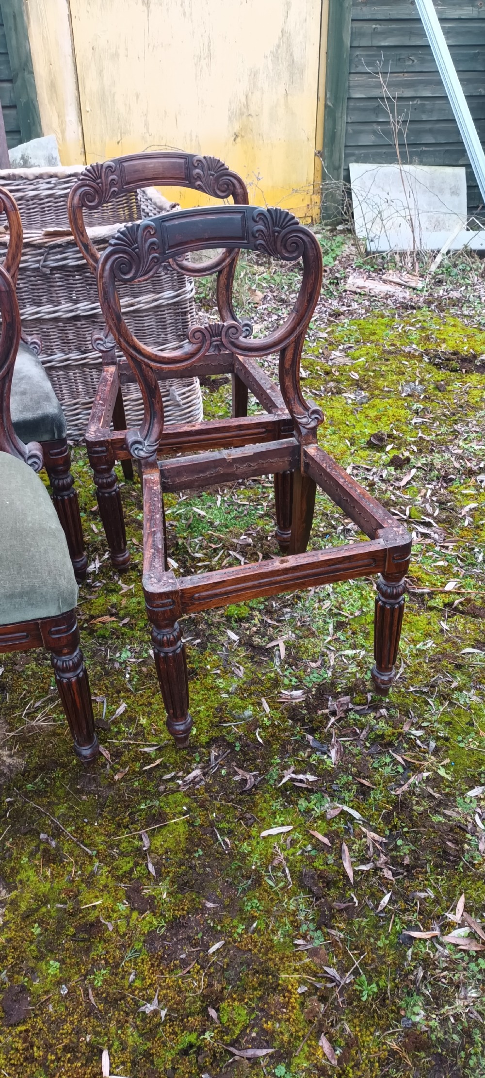 A set of six dark mahogany Regency dining chairs featuring scroll-carved open backs and green velvet upholstered seats. View II