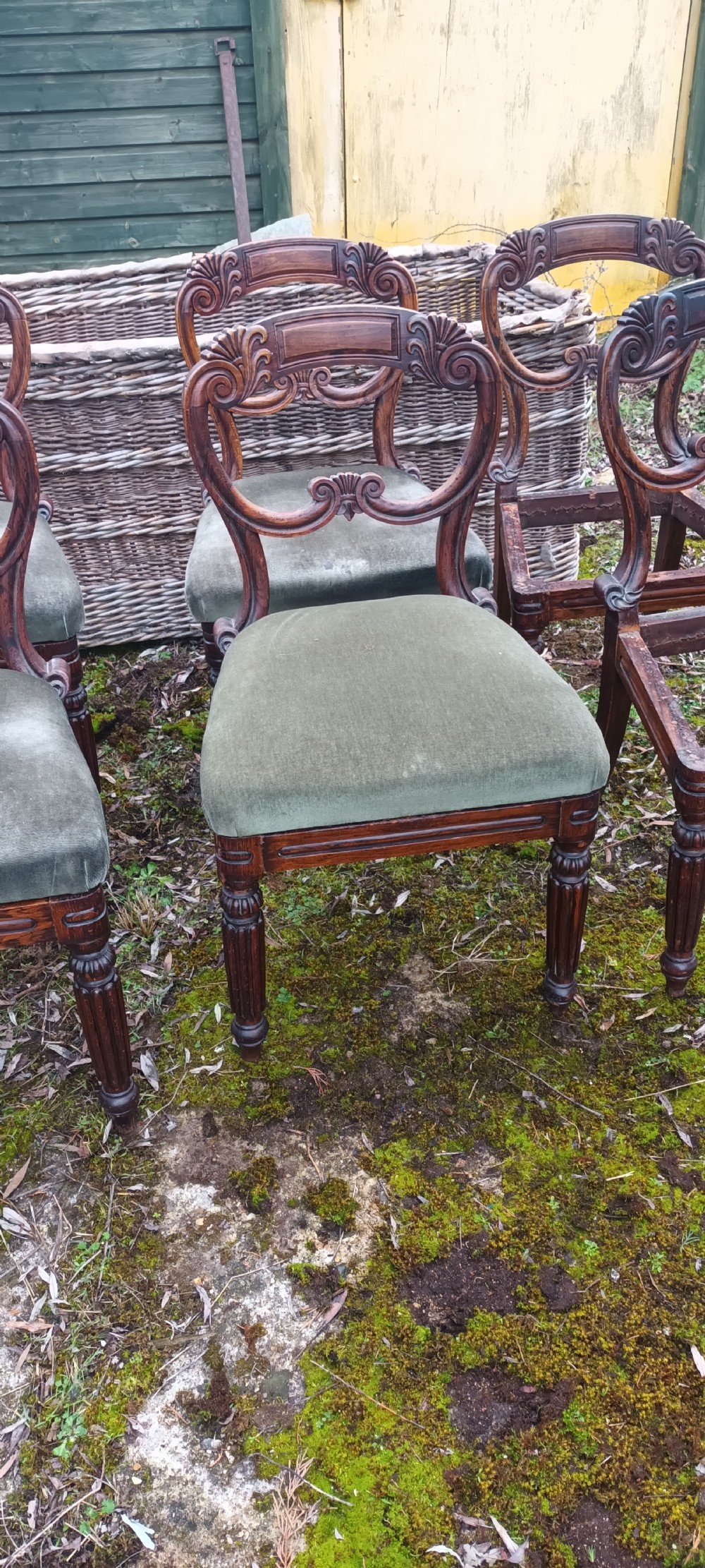 A set of six dark mahogany Regency dining chairs featuring scroll-carved open backs and green velvet upholstered seats. View VIII