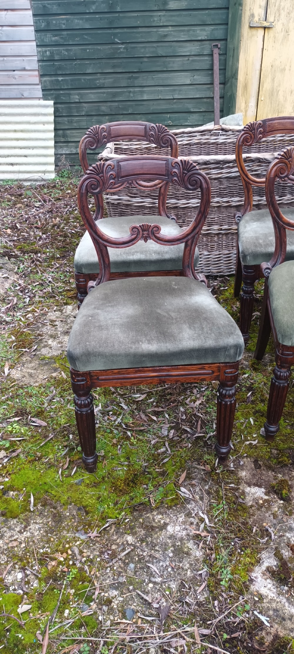 A set of six dark mahogany Regency dining chairs featuring scroll-carved open backs and green velvet upholstered seats. View X