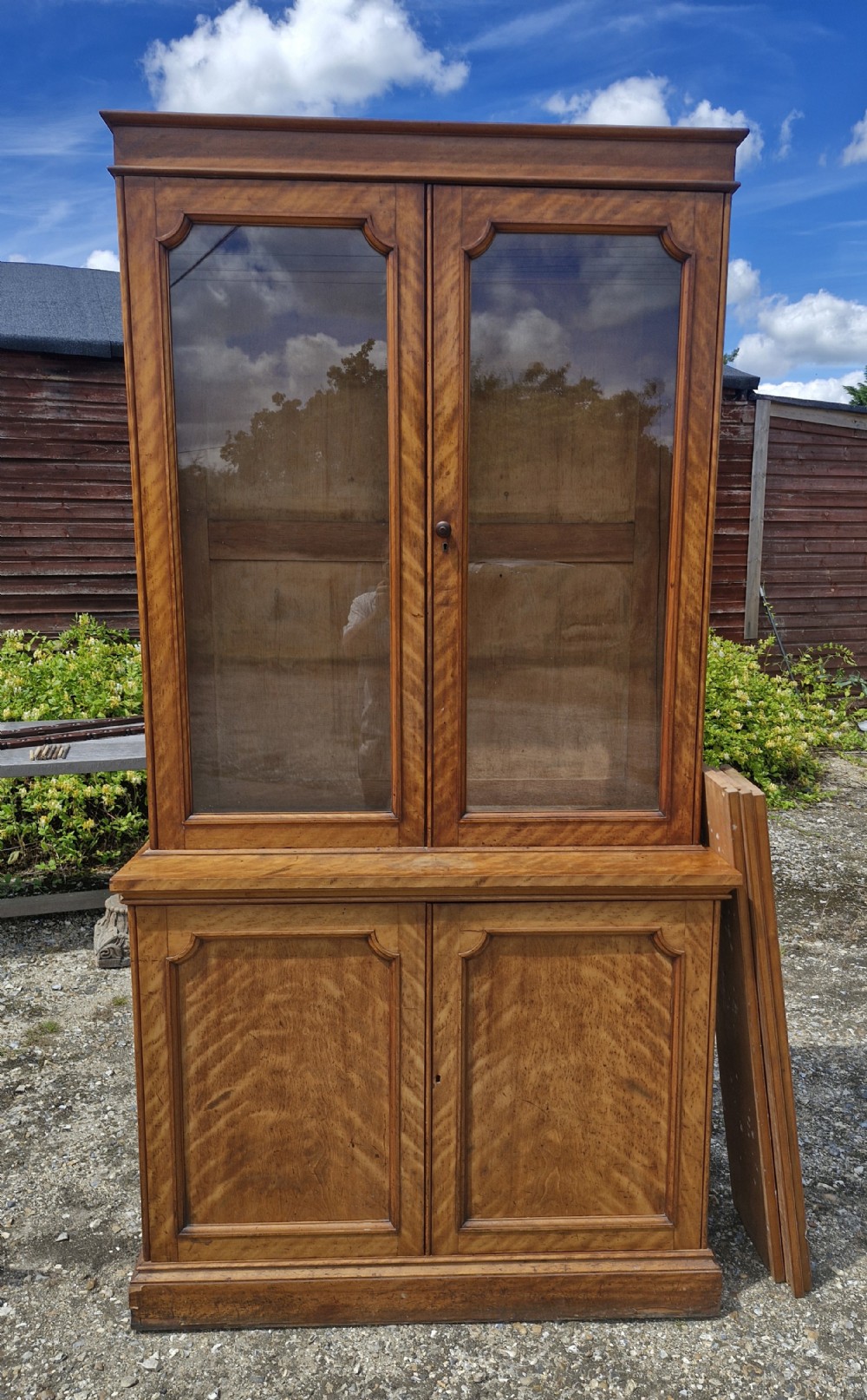 Mid Victorian satinbirch library bookcase. 