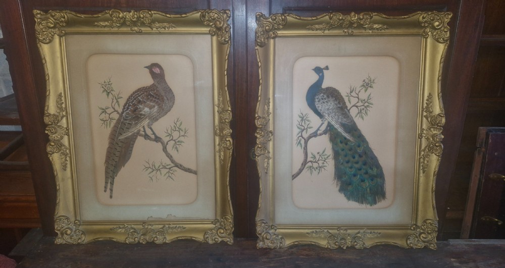 Pair of Late Victorian painted and feather pictures of birds  View VI