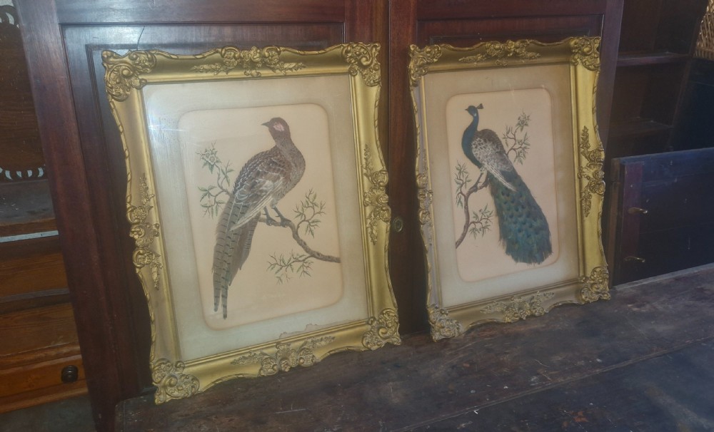 Pair of Late Victorian painted and feather pictures of birds  View VIII