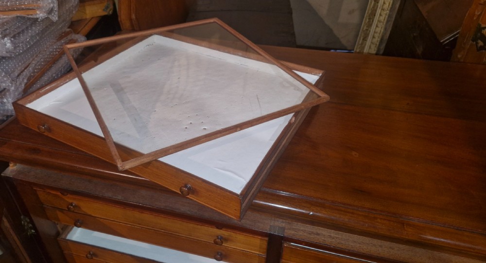Late Victorian specimen cabinet  View VII