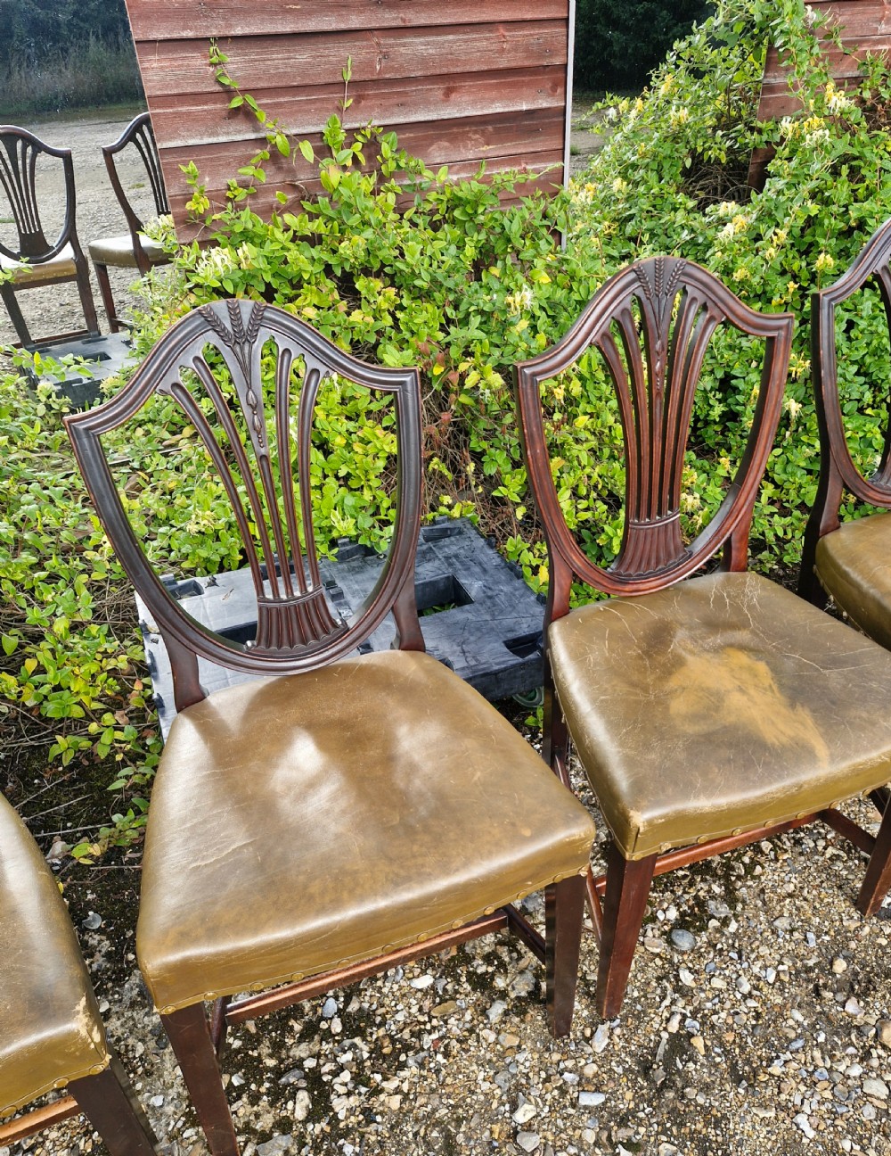 A set of eight mahogany dining chairs with carved shield backrests and leather seats positioned in a line. View II