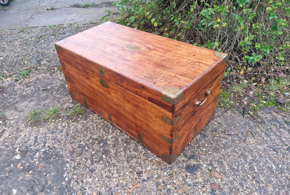 Camphor wood trunk.