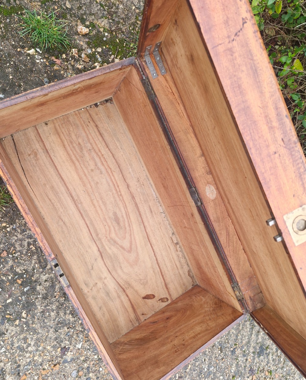 Camphor wood trunk. View II