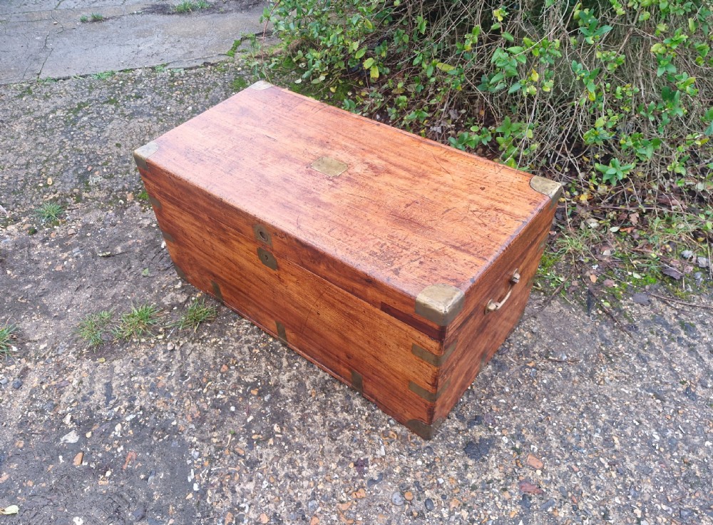 Camphor wood trunk. View III