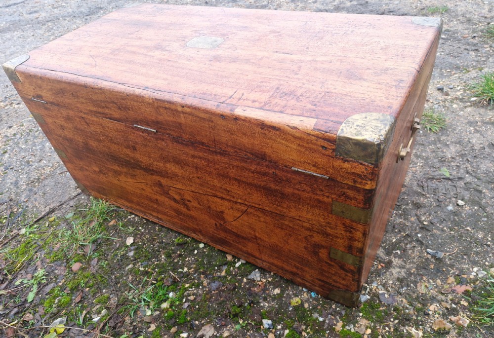 Camphor wood trunk. View IV