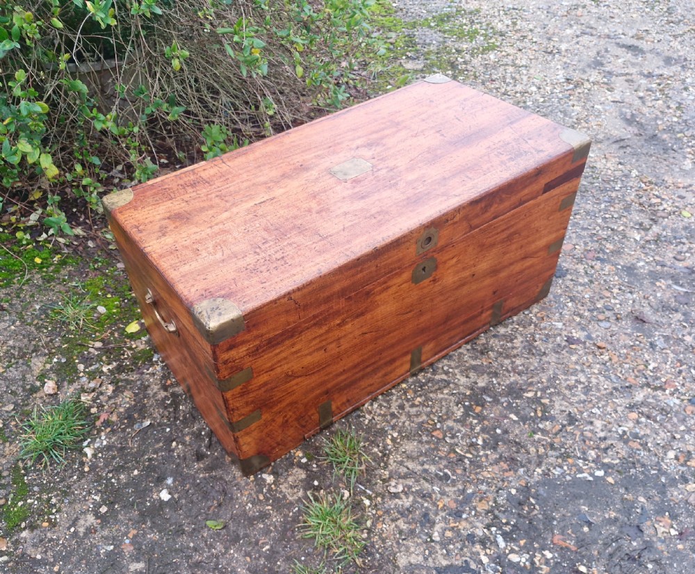Camphor wood trunk. View V