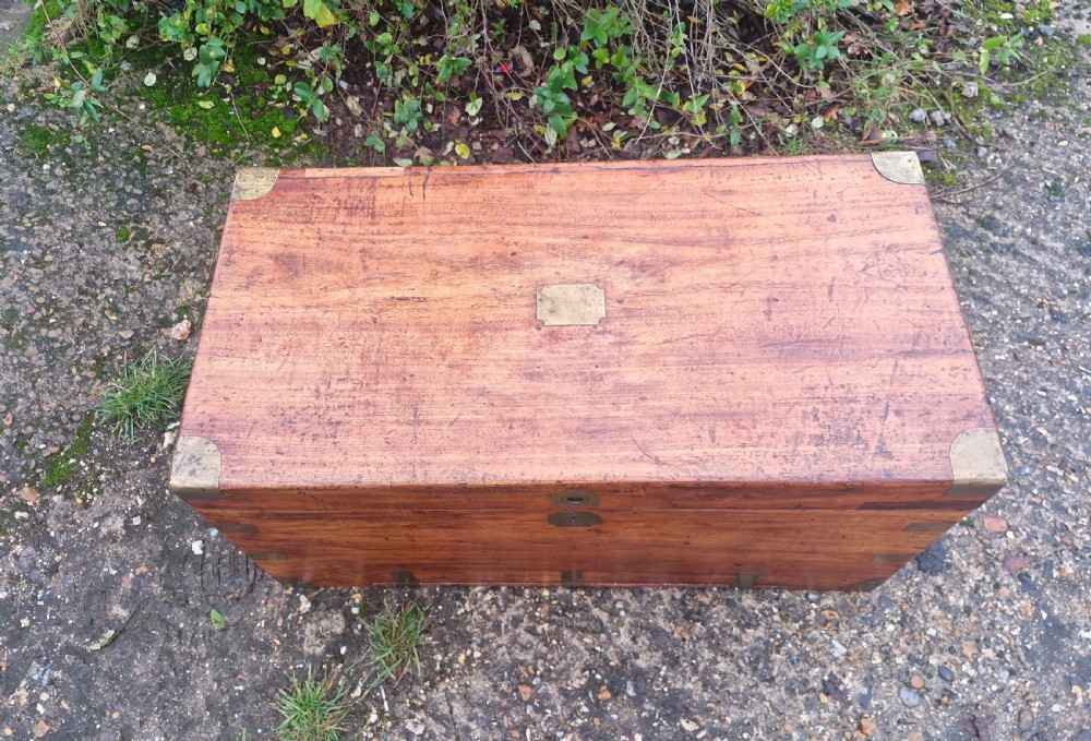 Camphor wood trunk. View VI