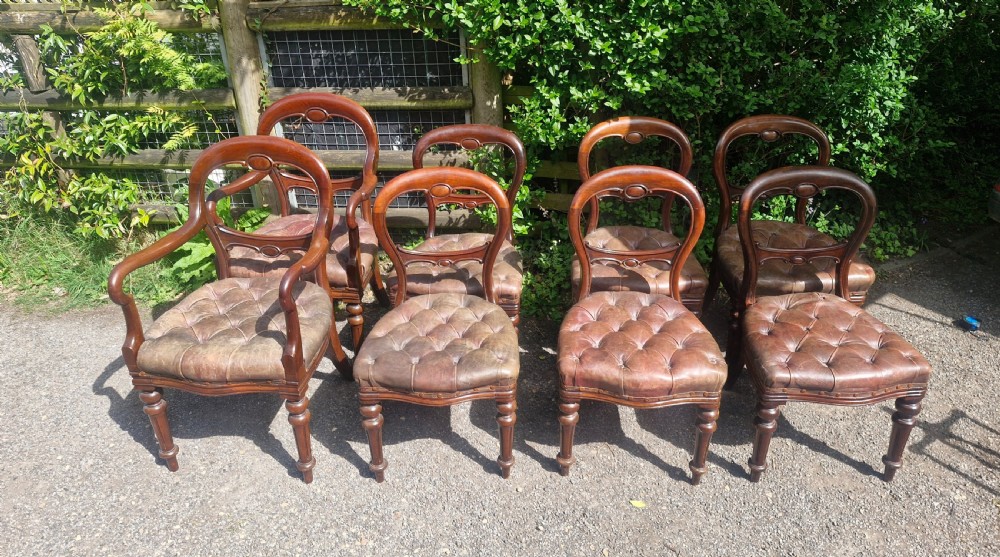 A set of eight Victorian mahogany dining chairs featuring curved balloon backs, turned front legs, and button-tufted brown leather seats.