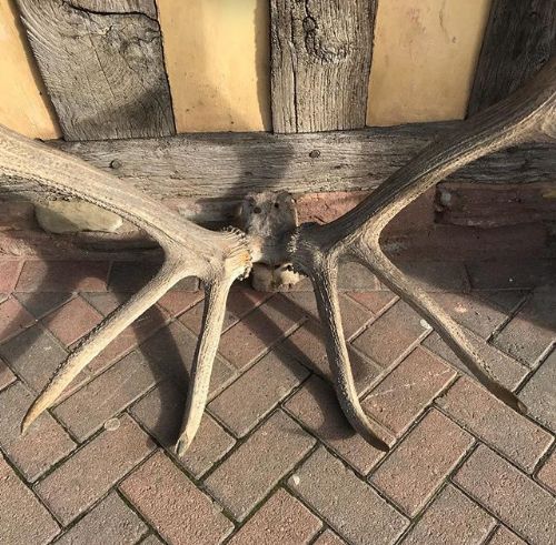 Early 19thc Large Set of 12 Point Antlers