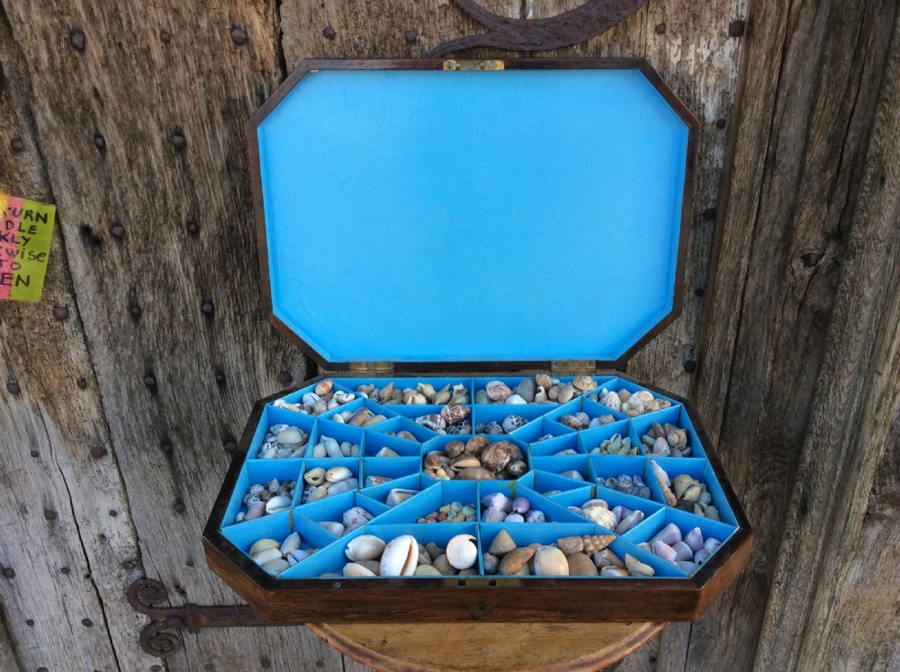 A Regency decorated shell box View V