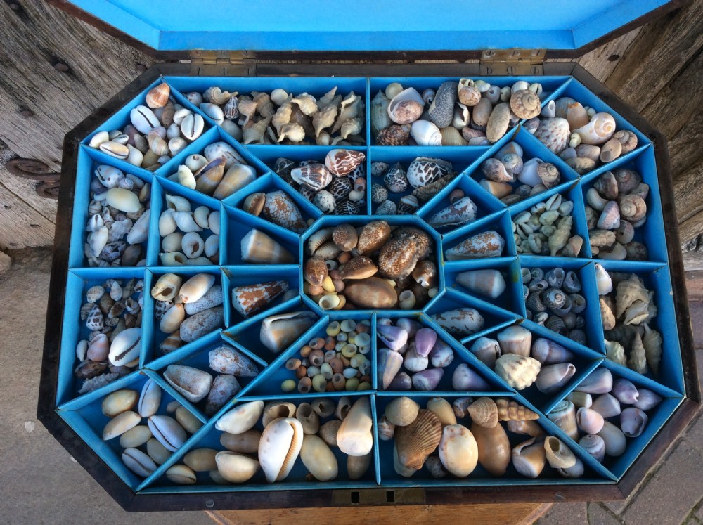 A Regency decorated shell box View VI