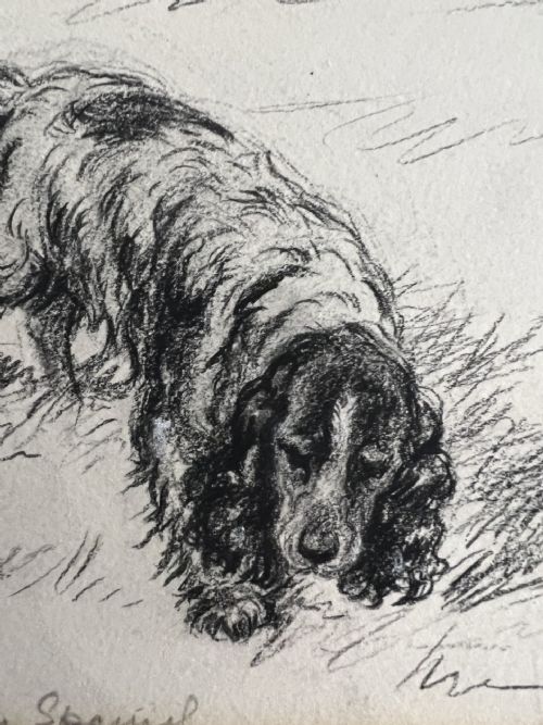 LUCY DAWSON 1867 1954 COCKER SPANIEL PENCIL AND CHALK ON ARTIST BOARD - ADDITIONAL PHOTO 2