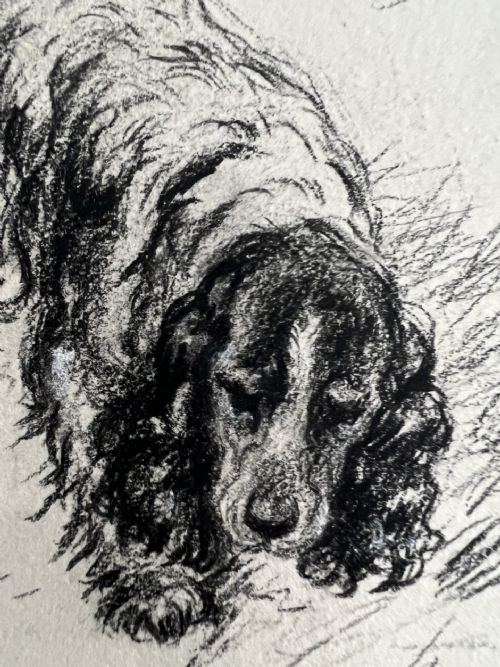 LUCY DAWSON 1867 1954 COCKER SPANIEL PENCIL AND CHALK ON ARTIST BOARD - ADDITIONAL PHOTO 5