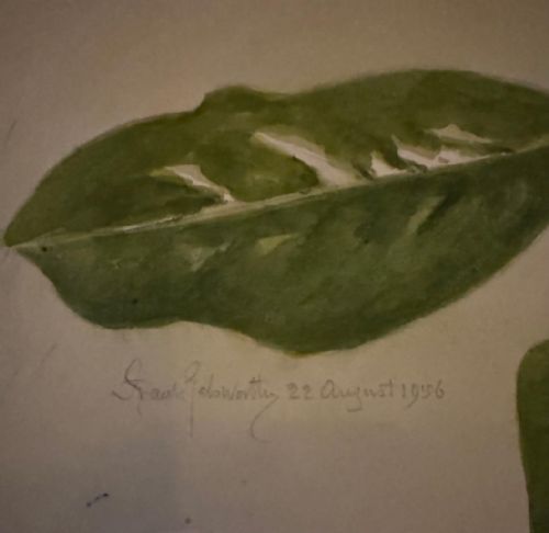 FRANK GALSWORTHY 1863 1959 LARGE FLOWER WATERCOLOUR 'MAGNOLIA GRANDIFLORA' 1956 SIGNED - ADDITIONAL PHOTO 2