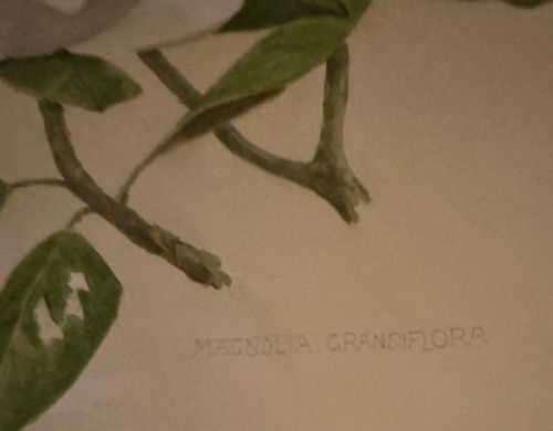 FRANK GALSWORTHY 1863 1959 LARGE FLOWER WATERCOLOUR 'MAGNOLIA GRANDIFLORA' 1956 SIGNED - ADDITIONAL PHOTO 4