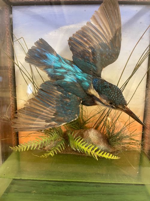 AN ANTIQUE CASED TAXIDERMY KINGFISHER - ADDITIONAL PHOTO 2