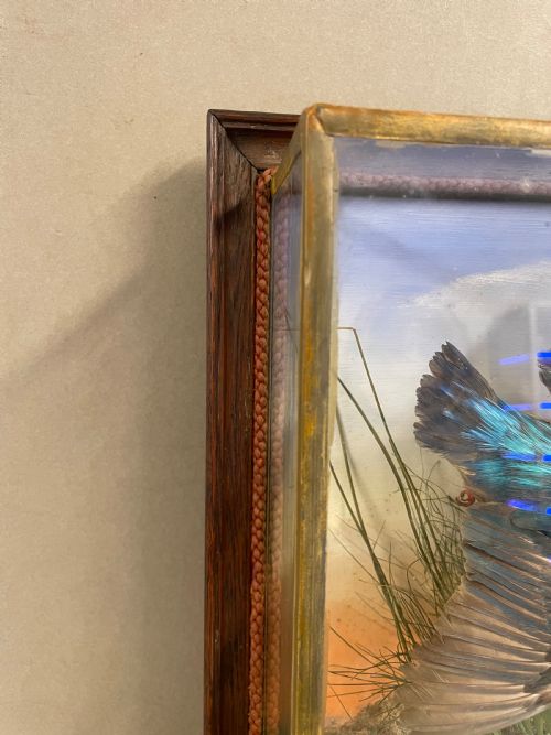 AN ANTIQUE CASED TAXIDERMY KINGFISHER - ADDITIONAL PHOTO 3