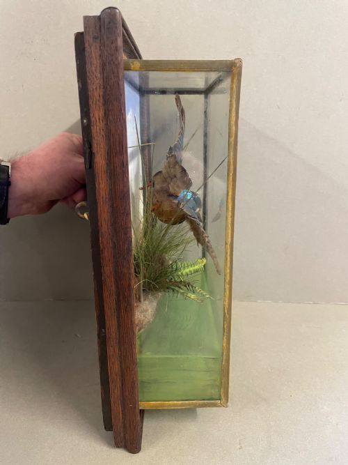 AN ANTIQUE CASED TAXIDERMY KINGFISHER - ADDITIONAL PHOTO 4