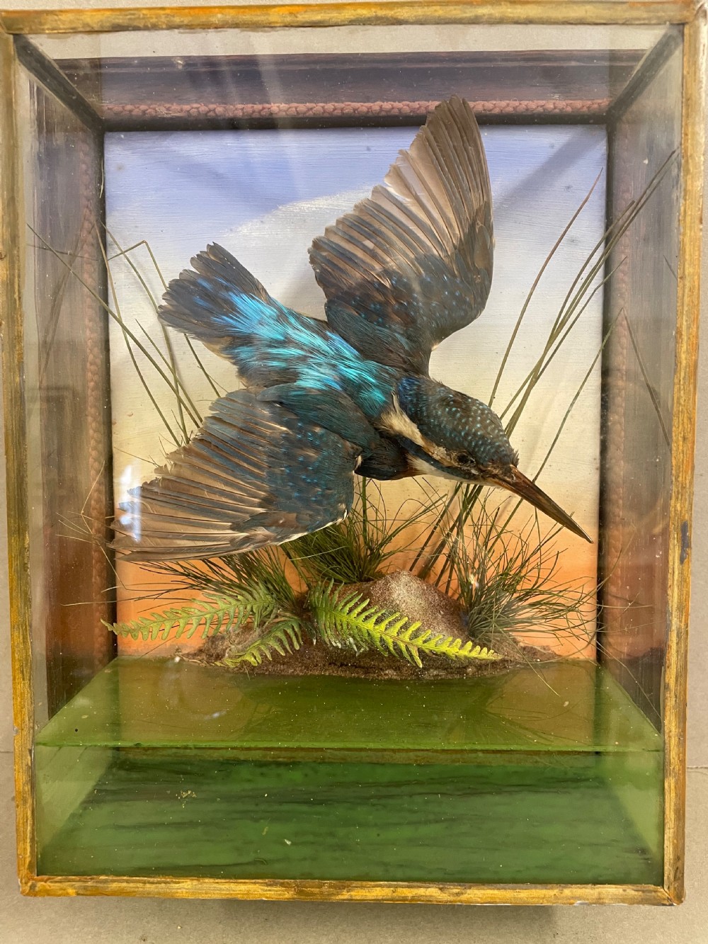 An Antique Cased Taxidermy Kingfisher View II