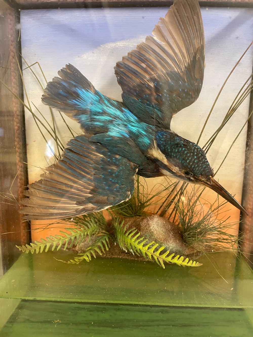 An Antique Cased Taxidermy Kingfisher View III